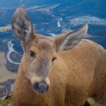 Leonardo DiCaprio Instagram – These striking shots of Huemul Deer reveal the struggle this Endangered species faces for survival. Suburban sprawl in Chilean Patagonia from towns like Futaleufú (pictured in the distance) has driven this species from its historic range. Additionally, the presence of livestock and feral dogs has left Huemul Deer unable to occupy lower-elevation ecosystems with better food sources. Instead, they have been pushed to higher elevations away from human development, where the vegetation is sparse and less nutritious. With only 1,500 individuals remaining this is a significant threat to their survival – Huemul Deer are considered the Americas’ most Endangered deer.

This scene was taken with camera traps installed by @rewild partner @rewildingchile, an offspring of @tompkins_conservation, in collaboration with the Chilean Forestry Service. Their scientists note that this is one of the most difficult places where they monitor Huemul Deer. Tompkins Conservation and Rewilding Chile co-created the huemul monitoring program to help protect this Endangered species. Rewilding Chile launched the Chilean Huemul Corridor, a public-private initiative with the Chilean Forestry Service and Livestock and Wildlife Agency to recover the species and protect Patagonian ecosystems.

Photo credit: Rewilding Chile