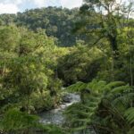 Leonardo DiCaprio Instagram - The eastern slope of the Ecuadorian Andes has gained new protections thanks to the establishment of the Sucúa Municipal Conservation and Sustainable Use Area. Located in Ecuador’s Morona Santiago province, the new conservation area encompasses 43,840 acres of megadiverse, threatened ecosystems. The montane forests of Sucúa are teeming with life. Species like the White-Throated Toucan and Humboldt’s Woolly Monkey play a crucial role in dispersing seeds that help grow the forests. And as apex predators, Jaguars help maintain balance in the food chain. The long-term preservation of these Andean forests also protects water sources for over 30,000 people living in and around the conservation area. Local Shuar Indigenous communities are deeply involved in the area’s protection and sustained management. They are working alongside the local government of Sucúa and @rewild partner Nature and Culture International to monitor threats, including deforestation, agricultural expansion, and illegal hunting. Further support for this project was provided by the Andes Amazon Fund with generous contributions from the Wyss Foundation and Art into Acres in partnership with Re:wild. @andesamazonfund @naturecultureinternational @friezeofficial Humboldt’s Woolly Monkey photo: Adobe Stock Landscape photos: Fabián Rodas/NCI #ArtIntoAcres #ConservationOptimism