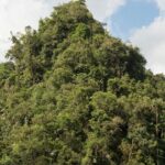 Leonardo DiCaprio Instagram - The eastern slope of the Ecuadorian Andes has gained new protections thanks to the establishment of the Sucúa Municipal Conservation and Sustainable Use Area. Located in Ecuador’s Morona Santiago province, the new conservation area encompasses 43,840 acres of megadiverse, threatened ecosystems. The montane forests of Sucúa are teeming with life. Species like the White-Throated Toucan and Humboldt’s Woolly Monkey play a crucial role in dispersing seeds that help grow the forests. And as apex predators, Jaguars help maintain balance in the food chain. The long-term preservation of these Andean forests also protects water sources for over 30,000 people living in and around the conservation area. Local Shuar Indigenous communities are deeply involved in the area’s protection and sustained management. They are working alongside the local government of Sucúa and @rewild partner Nature and Culture International to monitor threats, including deforestation, agricultural expansion, and illegal hunting. Further support for this project was provided by the Andes Amazon Fund with generous contributions from the Wyss Foundation and Art into Acres in partnership with Re:wild. @andesamazonfund @naturecultureinternational @friezeofficial Humboldt’s Woolly Monkey photo: Adobe Stock Landscape photos: Fabián Rodas/NCI #ArtIntoAcres #ConservationOptimism