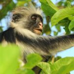 Leonardo DiCaprio Instagram – A new protected area has been established to safeguard the Endangered Zanzibar Red Colobus. Conservationists have worked for 7+ years on the archipelago of Zanzibar to make the Kidikotundu-Nongwe-Vundwe Reserve a reality. This protected area now protects roughly 500 individuals of this Endangered primate – representing over 10% of their entire global population.

Total population surveys over a number of years, assessed the abundance and distribution of the Zanzibar Red Colobus. This allowed conservationists to understand the need for additional protected areas and their locations. In addition to protecting primates, this reserve is home to the Critically Endangered Hawksbill Sea Turtle, Endangered Aders’ Duiker, Zanzibar Slender Mongoose, and Rufous Elephant Shrew.

Considered the most threatened group of monkeys across mainland Africa, red colobus are in dire need of conservation action. My organization, Re:wild, has worked with over 160 conservationists to develop a comprehensive Red Colobus Conservation Action Plan that addresses the most urgent needs for red colobus to ensure their survival. We are dedicated to preserving these primates and their forest habitats, helping shine a spotlight on efforts to protect them.

The creation of Kidikotundu-Nongwe-Vundwe Reserve was funded in part by @rainforesttrust, Margot Marsh, @thewcs, and @rewild.

Photo credit: Tim Davenport