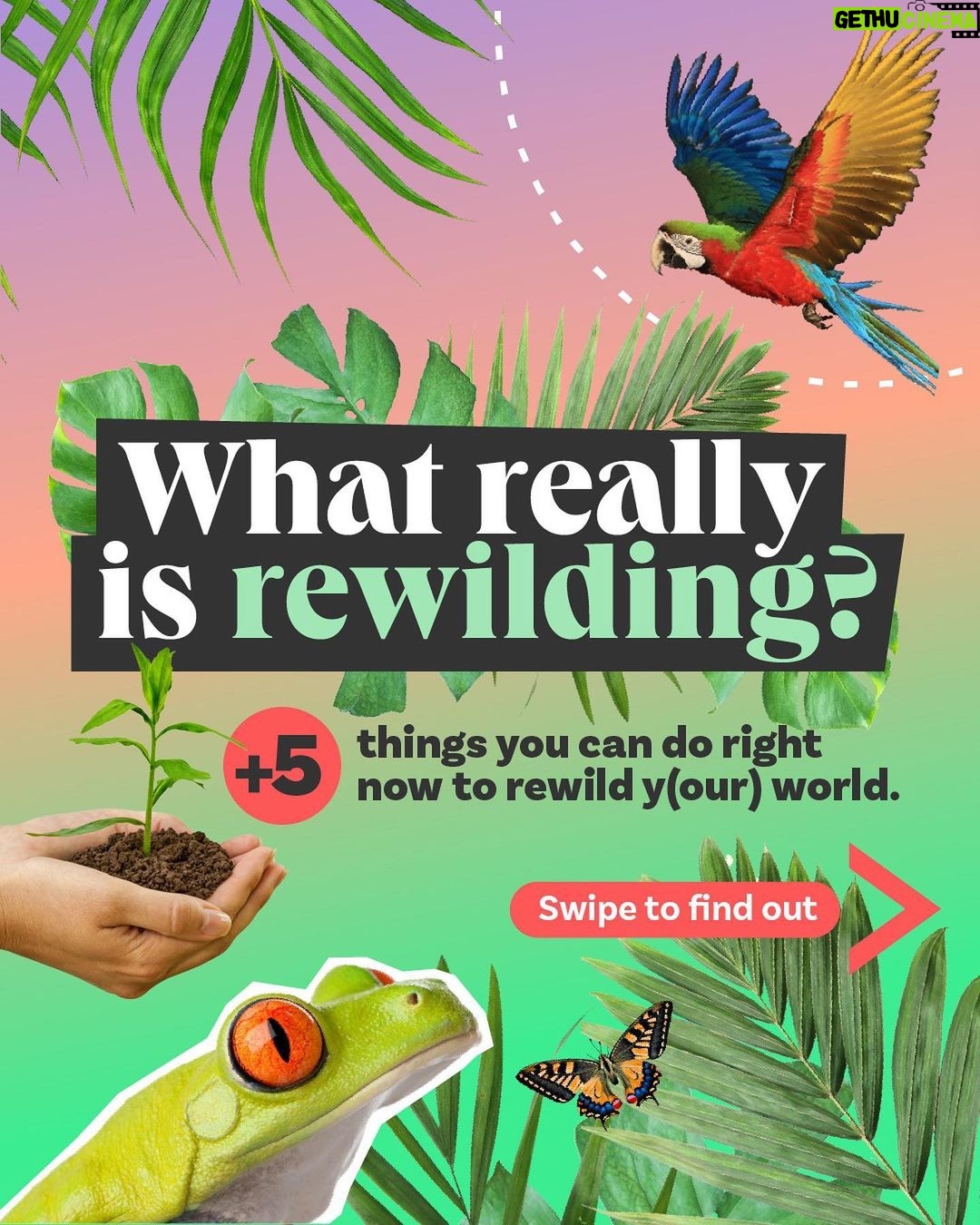Leonardo DiCaprio Instagram - 🟢 Rewilding—in its simplest form—is about bringing the wild back in balance with people. Swipe for some tips on how to start rewilding, wherever you are—in your homes, communities, and online and learn about a few of our partners and collaborators: @RewildYourCampus, a movement that aims to transform campuses into vibrant, sustainable, and safe environments. @mndiaye_97, @blackforager, and @queerbrownvegan, creators who manage to weave in biodiversity and (intersectional) environmental themes into their viral content.