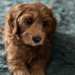 Leontine Borsato Instagram - Update week 1 met Obi 🐾 Het gaat geweldig, Obi slaapt de hele nacht door in haar bench en is overdag vooral lief , heel ondeugend en op avontuur 😂…… En ook Bella begint al aardig te wennen aan ons nieuwe gezinslid. Kortom; Ik ben compleet verliefd 🥰