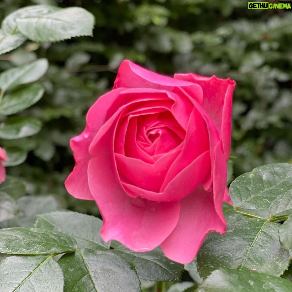 Leontine Borsato Instagram - Jouw rozenstruiken doen ‘t weer goed deze zomer mama🦋 #mamasrozen 🌹#ikneemzeiedereverhuizingmetmemee Huizen