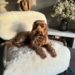 Leontine Borsato Instagram - Eind vorig jaar hebben we, net na de verhuizing, afscheid moeten nemen van onze Bella die ruim 16 jaar is geworden. We missen haar uiteraard allemaal enorm maar we zijn ook dankbaar dat ze zo’n mooi, lang & fijn leven heeft gehad. Onze @obiruiters is gisteren 2 jaar geworden en een leven zonder haar is inmiddels ondenkbaar dus we hopen dat we ook heel lang van haar onvoorwaardelijke liefde mogen genieten 🐾 Gefeliciteerd lieve @obiruiters #onvoorwaardelijk #wateenliefde❤️