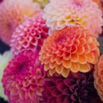 Leontine Borsato Instagram - Dahlia’s, de ultieme nazomer/ herfstbloem......#lovethem