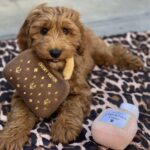 Leontine Borsato Instagram - Geen dag voorbij zonder haar favoriete handtas 😂💛 Huizen