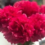 Leontine Borsato Instagram - Pioenrozen, wat zijn ze toch mooi! #bloemen #flowers #lovethem 🌺🌺🌺 Huizen