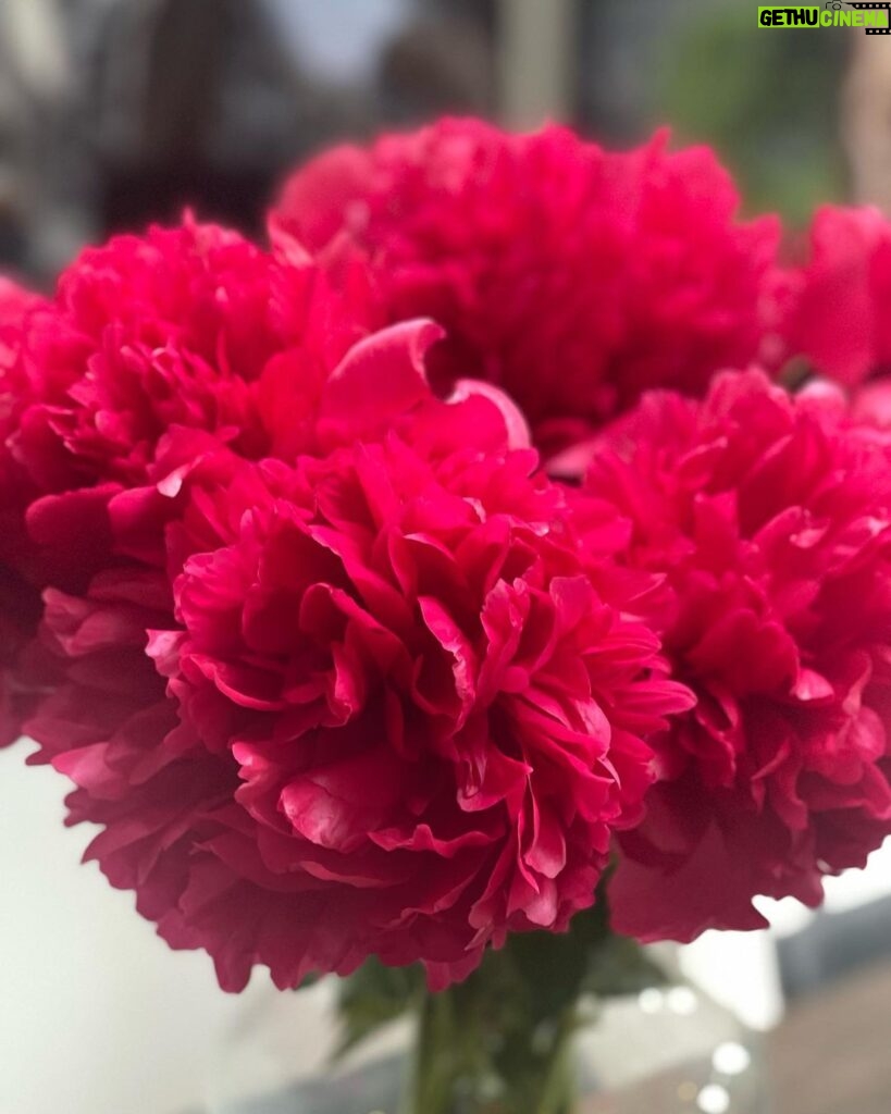 Leontine Borsato Instagram - Pioenrozen, wat zijn ze toch mooi! #bloemen #flowers #lovethem 🌺🌺🌺 Huizen