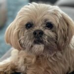 Leontine Borsato Instagram - Eind vorig jaar hebben we, net na de verhuizing, afscheid moeten nemen van onze Bella die ruim 16 jaar is geworden. We missen haar uiteraard allemaal enorm maar we zijn ook dankbaar dat ze zo’n mooi, lang & fijn leven heeft gehad. Onze @obiruiters is gisteren 2 jaar geworden en een leven zonder haar is inmiddels ondenkbaar dus we hopen dat we ook heel lang van haar onvoorwaardelijke liefde mogen genieten 🐾 Gefeliciteerd lieve @obiruiters #onvoorwaardelijk #wateenliefde❤️
