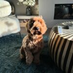 Leontine Borsato Instagram - Eind vorig jaar hebben we, net na de verhuizing, afscheid moeten nemen van onze Bella die ruim 16 jaar is geworden. We missen haar uiteraard allemaal enorm maar we zijn ook dankbaar dat ze zo’n mooi, lang & fijn leven heeft gehad. Onze @obiruiters is gisteren 2 jaar geworden en een leven zonder haar is inmiddels ondenkbaar dus we hopen dat we ook heel lang van haar onvoorwaardelijke liefde mogen genieten 🐾 Gefeliciteerd lieve @obiruiters #onvoorwaardelijk #wateenliefde❤️