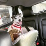 Lesli Margherita Instagram - I hesitate to call him a dog, but Happy #nationaldogday to this absolute nut of a backseat driver Stewie and remembering my firstborn Bob Barker- I think about ur pinhead everyday. Dogs > people. 💖🐾