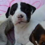 Lesli Margherita Instagram - Happy #nationalpuppyday to my baby who is now all growns up- I will never forget this tiny pinhead when he was an even tinier pinny pinhead. 🖤🤍