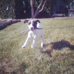 Lesli Margherita Instagram - Happy #nationalpuppyday to my baby who is now all growns up- I will never forget this tiny pinhead when he was an even tinier pinny pinhead. 🖤🤍
