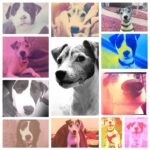 Lesli Margherita Instagram - HAPPY BIRTHDAY STEWIE ERA- our boy is 12 years old today (I can’t believe it). We love u so much, Mr. Poops! 🎂🐾♥️