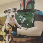 Lesli Margherita Instagram - Saturday night is lit in this household. (Stew does not agree) @darthstafford