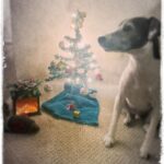 Lesli Margherita Instagram - Stewart’s own tiny tree complete with tiny fireplace. Too bad Phrank Pheasant is passed out drunk in front of it.