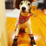 Lesli Margherita Instagram - Stewart Dutton of the Yellowbone Ranch. You’re welcome. Happy Halloween.