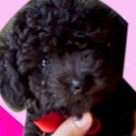 Lesslie Polinesia Instagram - Los perritos son amor 🥰 🐶💖💖
