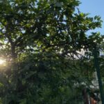 Levent Can Instagram -