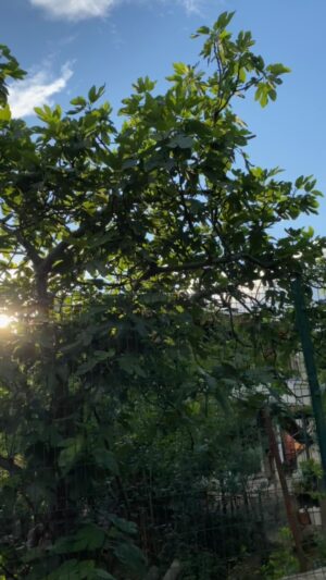 Levent Can Instagram - 