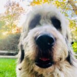 Liam Hemsworth Instagram - My Noble steed.