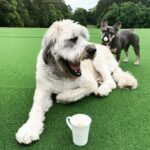 Liam Hemsworth Instagram - Happy international coffee day! @sippinstant are giving 30% off and doubling their donation to @wild.ark to help raise funds for their newest project Mongo Valley Wildlife Sanctuary. A safe zone for native flora and fauna. Good coffee doing good things 🤙🏼