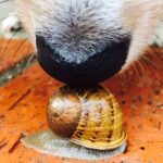 Liam Hemsworth Instagram - Dog kissing snail.