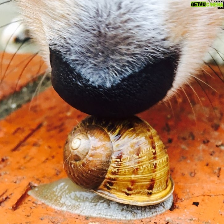 Liam Hemsworth Instagram - Dog kissing snail.