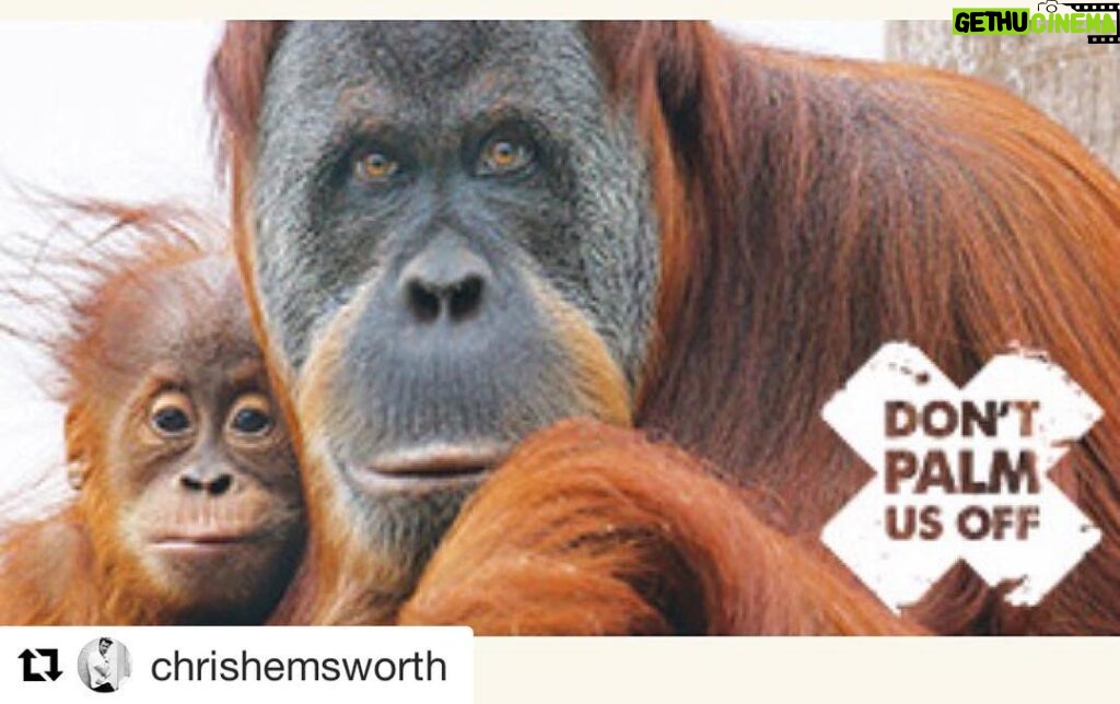 Liam Hemsworth Instagram - #Repost @chrishemsworth with @repostapp ・・・ The unsustainable production of palm oil is pushing orang-utans to the brink of extinction •On November 25 a ministerial vote will finally take place to decide if palm should be labelled by law in Australia. •Palm oil is in around half of supermarket products and yet is a hidden ingredient - commonly labelled as vegetable oil. •Australians can now send a clear message to those voting that palm oil cannot remain a hidden ingredient any longer by visiting www.zoo.org.au/palmoil Australian consumers deserve the right to choose products that don’t impact their health and the environment The EU and the US have both recently passed palm oil labelling laws. www.zoo.org.au/palmoil #labelpalmoil @zoosvictoria