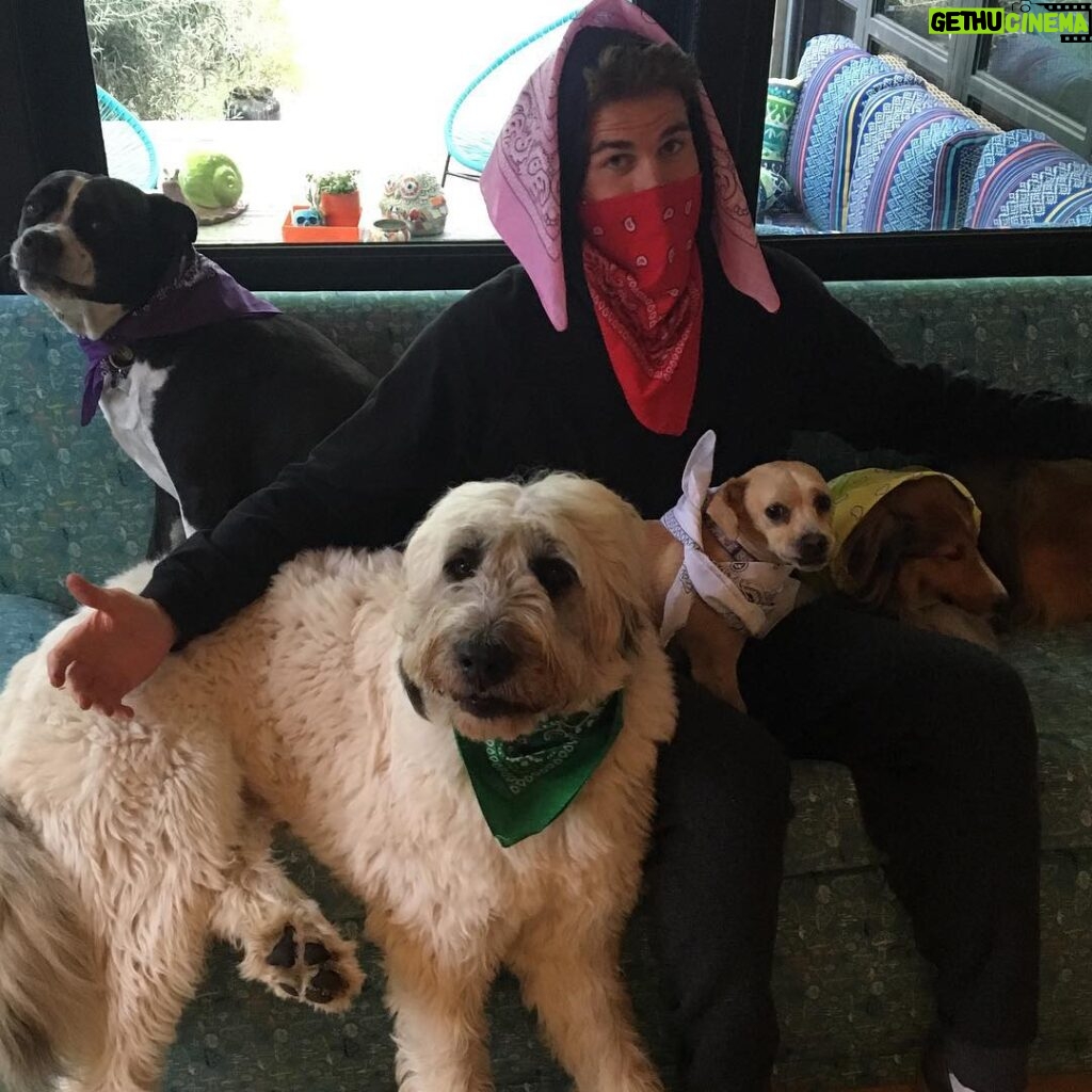 Liam Hemsworth Instagram - My dog posse and I (not all pictured here) are supporting young Aussies living with cancer by wearing @canteen_aus bandannas. #bandannaday is today in Australia so get behind this great cause and shop for your favorite style at www.supportbandannaday.com And on a side note if you look closely 3 out of 4 of these dogs have their upper lips caught #perfectsnap 😛 #bandannaday @canteen_aus
