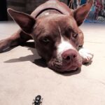 Liam Hemsworth Instagram - Tani found a new friend. #rescuedogs
