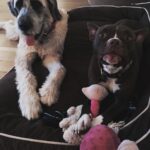Liam Hemsworth Instagram - Love these girls. #rescuedogs