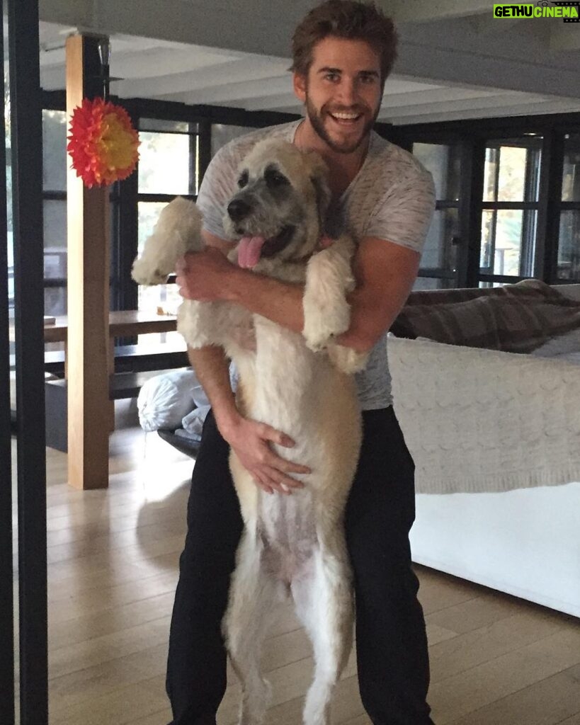 Liam Hemsworth Instagram - New "gigantic" rescue pup! Dora the Explorer. #rescuedog!