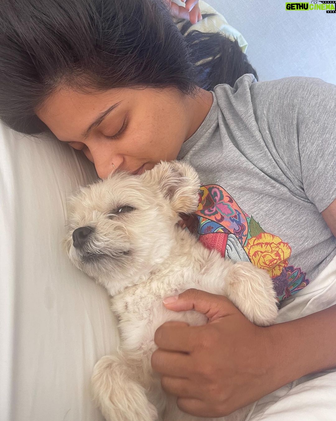 Lilly Singh Instagram - A Birthday Girl 🎈The older you get, the weirder birthdays get, amirite? Everyone keeps asking me what my plans are and honestly all I want to do is lay outside with my dog, amongst nature and reflect on all the reasons I have to be grateful. I’m literally horizontal as I type this. When I was younger, my birthday was all about me. My gifts, my party, my favourite flavour of cake. But now, I want nothing more than to celebrate my birthday through being of service to others. The universe has granted me such an abundant life and I want to share what I can, with those that need it. So for what may be the 100th time this week, I will remind you that my charity birthday campaign ends tonight. I’m raising money for Unicorn Island Fund, in support of girls and women in India. And I’m putting my money where my mouth is and donating $35k myself. So, if you haven’t yet donated, this is your last chance! You can donate from anywhere in the world, in 3 ways: 1) Right here on this IG post. 2) Visit UnicornIsland.com and click donate. 3) Facebook.com/LillySingh (which I’ve been told is the most user-friendly for international folks. They also accept PayPal!) Over the past few weeks, I’ve posted all about where exactly the money goes and I’ve tried my best to make you intimately familiar with the issue at hand. Thank you for holding space for that. Thank you all for the birthday wishes. I deeply appreciate you lovely unicorns and do not take this community for granted. Together, we achieve some pretty amazing things. Thank you God for another lap around the sun. I know you check my IG frequently, so giving you a massive shout out. Please forgive me for any faults and please guide me to be the best version of myself to fulfil my purpose 💜 Love y’all x