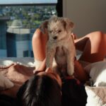 Lilly Singh Instagram - Golden hour with my boy. Drop a ❤️ below to give him a virtual belly rub.