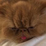Lily-Rose Depp Instagram - 👅💍