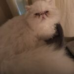 Lily-Rose Depp Instagram - Miss u mitten baby😻