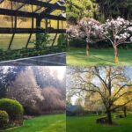 Linda Evans Instagram - So many wonderful veggies are growing in my greenhouse, nearly ready to be planted in my garden. Everywhere I look, leaves and buds are bursting with new color and presence. It is a sight that fills my heart 💛 All over the world, at its own pace, so many signs of life are in a cycle of renewal 🌿🌳🌷