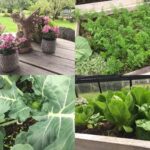 Linda Evans Instagram - On our walks, Alexie and I have been marveling at visions of Spring --- blossoms that sprinkle our path like snow, new buds on every bush and tree, and these luscious green beauties in my veggie garden. 🌸 🌿🥦