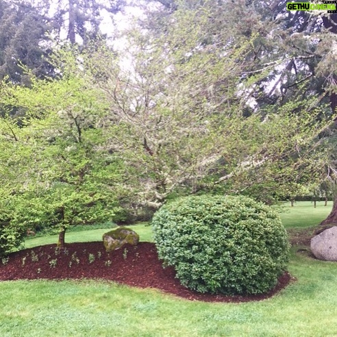 Linda Evans Instagram - On our walks, Alexie and I have been marveling at visions of Spring --- blossoms that sprinkle our path like snow, new buds on every bush and tree, and these luscious green beauties in my veggie garden. 🌸 🌿🥦