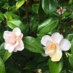 Linda Evans Instagram - On our walks, Alexie and I have been marveling at visions of Spring --- blossoms that sprinkle our path like snow, new buds on every bush and tree, and these luscious green beauties in my veggie garden. 🌸 🌿🥦