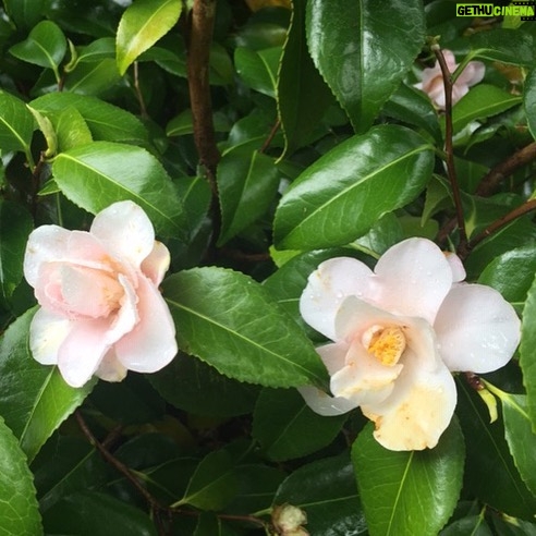 Linda Evans Instagram - On our walks, Alexie and I have been marveling at visions of Spring --- blossoms that sprinkle our path like snow, new buds on every bush and tree, and these luscious green beauties in my veggie garden. 🌸 🌿🥦