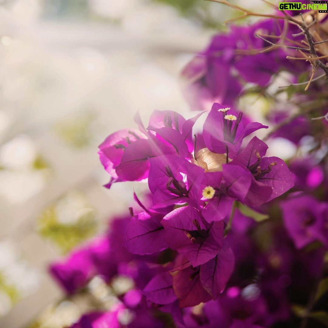 Linda Evans - 1.4K Likes - The loss of life, our loved ones, and the tumult in the world seem unbearable, but we will overcome because we have each other. Just like sunlight in Spring, I hope renewal is around the corner for us all.