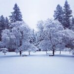 Linda Evans Instagram - A heavenly 12-inch blanket of snow transformed my orchard into a Wonderland. ❄️💎🌨