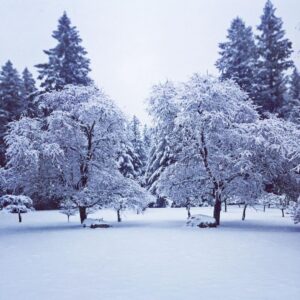 Linda Evans Instagram - A heavenly 12-inch blanket of snow transformed my orchard into a Wonderland. ❄️💎🌨