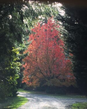 Linda Evans Instagram - I stood staring at this magnificent tree near my house today, in awe of the view. It has history and I love its beauty and presence. 

I also noticed the gravel drive where it stands. Roads like this one lead to different places, much like the choices we have every day that make such a difference in our lives.✨