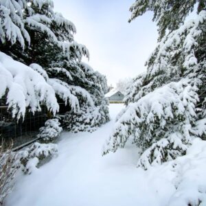 Linda Evans Instagram - I was utterly and absolutely captivated by this spectacular snowfall! ❄️ I wish you could all feel the beauty and calm that it created. Thanks to the miracle of pictures, this vision will never melt away.💎 I’m both thrilled to have it and share it with you. 🎊