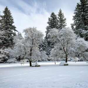 Linda Evans Instagram - I was utterly and absolutely captivated by this spectacular snowfall! ❄️ I wish you could all feel the beauty and calm that it created. Thanks to the miracle of pictures, this vision will never melt away.💎 I’m both thrilled to have it and share it with you. 🎊