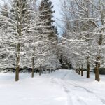 Linda Evans Instagram - I was utterly and absolutely captivated by this spectacular snowfall! ❄️ I wish you could all feel the beauty and calm that it created. Thanks to the miracle of pictures, this vision will never melt away.💎 I’m both thrilled to have it and share it with you. 🎊