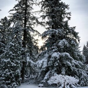 Linda Evans Instagram - I was utterly and absolutely captivated by this spectacular snowfall! ❄️ I wish you could all feel the beauty and calm that it created. Thanks to the miracle of pictures, this vision will never melt away.💎 I’m both thrilled to have it and share it with you. 🎊